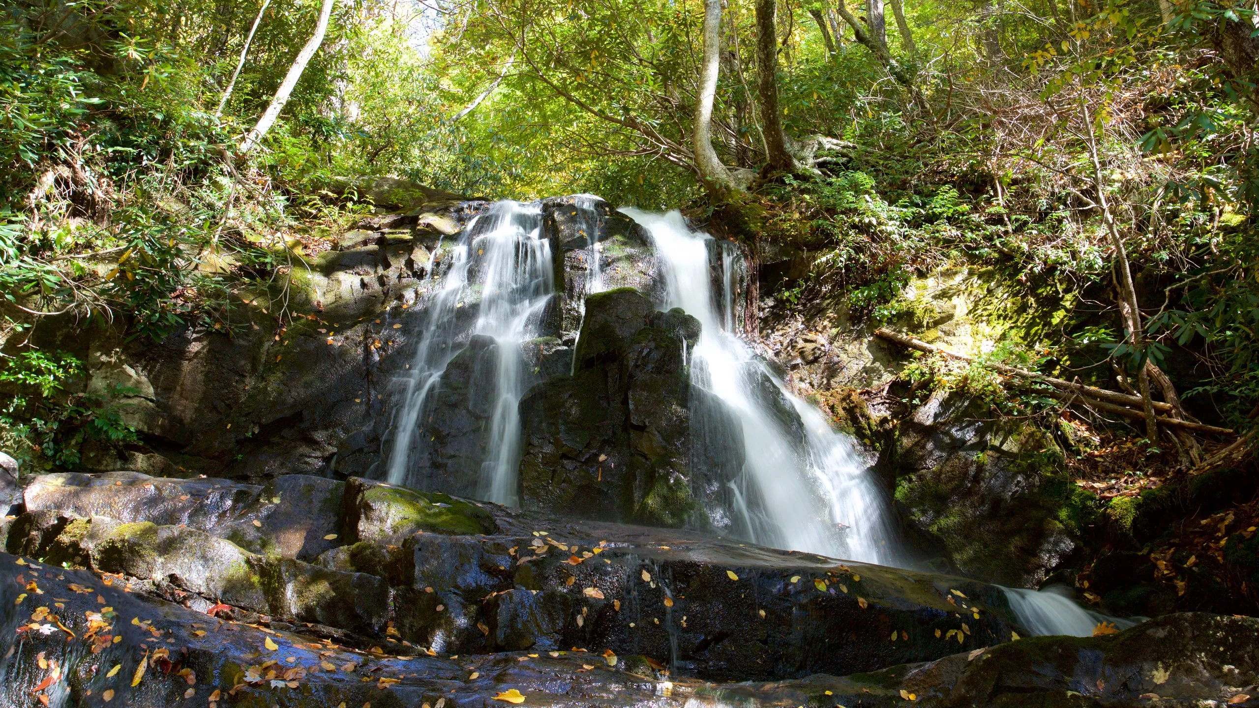 Mountain laurel blooms along the trail to Laurel Falls